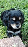 Finn, a male Cavalier King Charles Spaniel and Poodle - Miniature  for sale in Lincoln, MO – 3 of 10