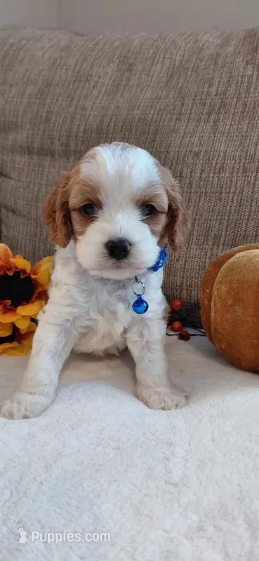 Kia – Cavalier King Charles Spaniel, Cockalier puppy for sale in Lincoln, MO