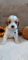 Kia, a male Cavalier King Charles Spaniel and Cockalier for sale in Lincoln, MO – 1 of 8