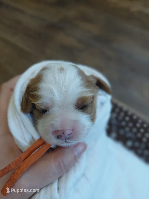 Venus – Cockalier puppy for sale in Lincoln, MO