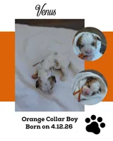Venus, a male Cockalier for sale in Lincoln, MO – 2 of 3
