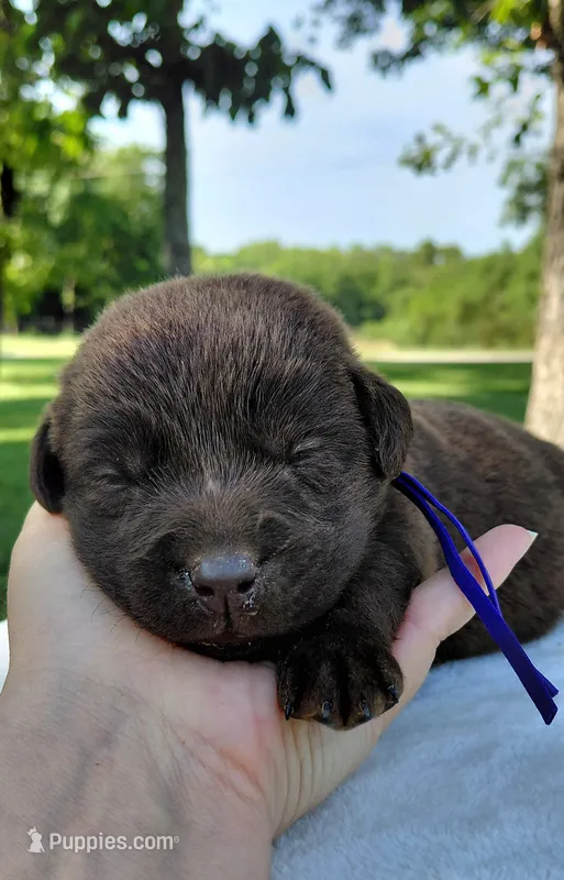 AKC purple/collar girl – Labrador Retriever puppy for sale in Lincoln, MO