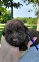 AKC purple/collar girl, a female Labrador Retriever for sale in Lincoln, MO – 1 of 4