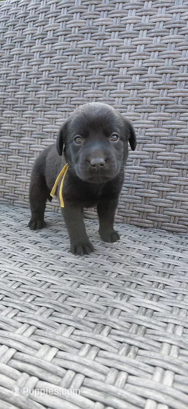 AKC yellow/collar girl – Labrador Retriever puppy on hold in Lincoln, MO