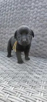 AKC yellow/collar girl, a female Labrador Retriever for sale in Lincoln, MO – 1 of 6