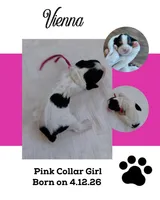 Vienna, a female Cockalier for sale in Lincoln, MO – 2 of 3
