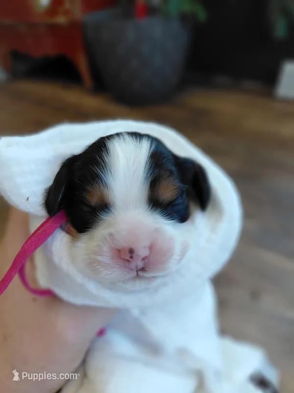 Vienna – Cockalier puppy for sale in Lincoln, MO