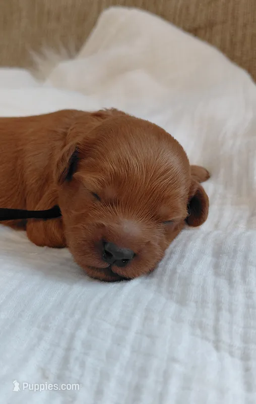 Aslan – Cockapoo puppy for sale in Lincoln, MO