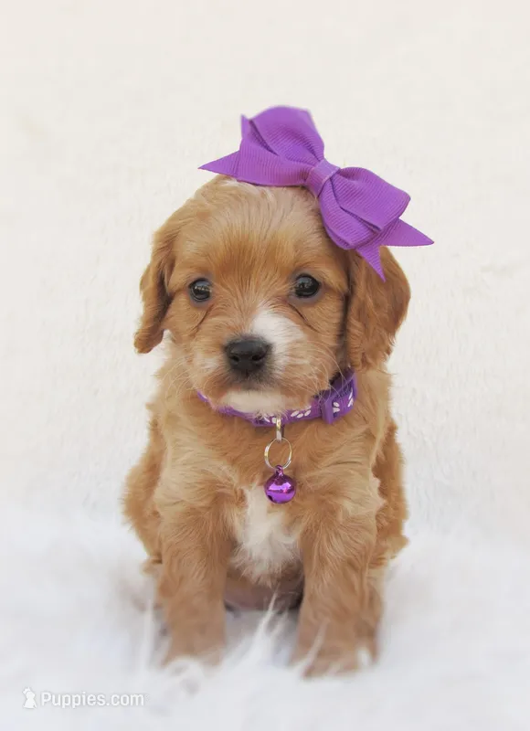 Daisy – Cavapoo puppy for sale in Lincoln, MO