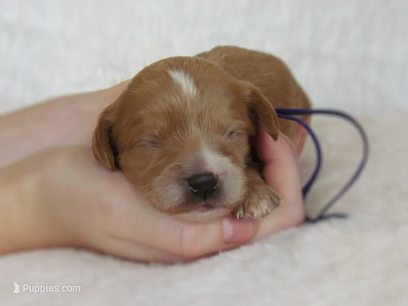 Daisy – Cavapoo puppy for sale in Lincoln, MO