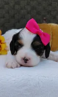 Patches , a female Cavapoo for sale in Lincoln, MO – 3 of 5