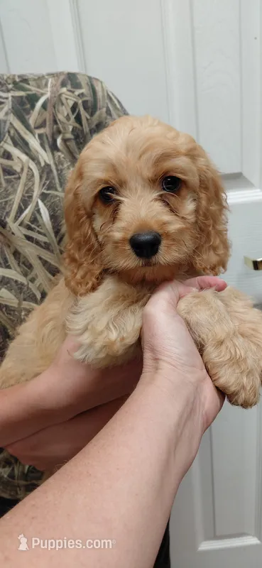 Simba  – Cockapoo puppy for sale in Lincoln, MO