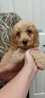 Simba , a male Cockapoo for sale in Lincoln, MO – 3 of 7