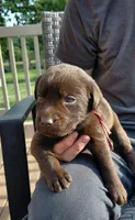 AKC red/collar girl, a female Labrador Retriever for sale in Lincoln, MO – 2 of 8
