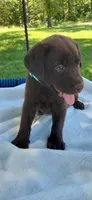 AKC teal/collar girl , a female Labrador Retriever for sale in Lincoln, MO – 2 of 9