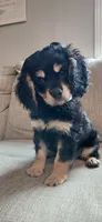 Finn, a male Cavalier King Charles Spaniel and Poodle - Miniature  for sale in Lincoln, MO – 5 of 10