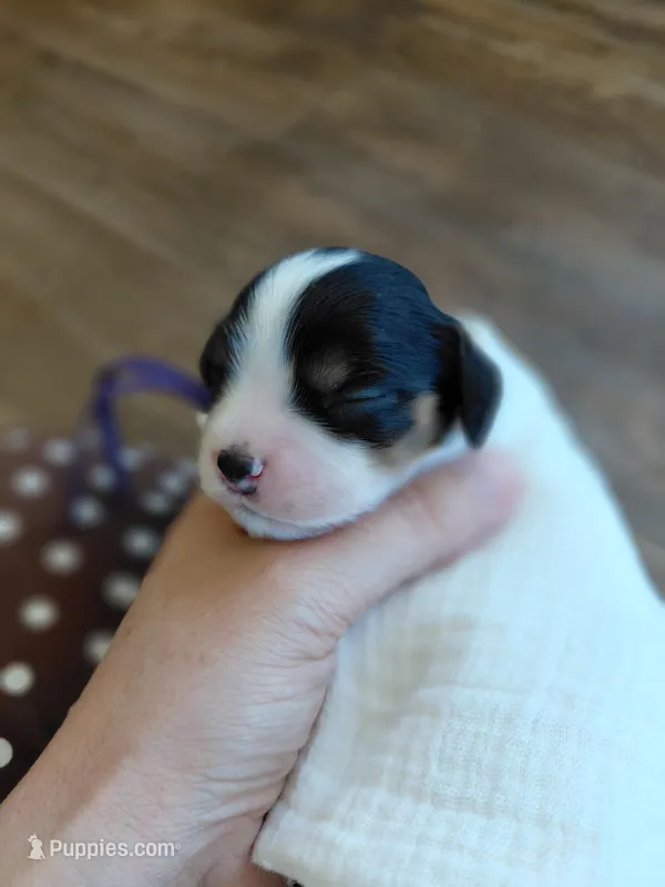 Violet – Cockalier puppy for sale in Lincoln, MO