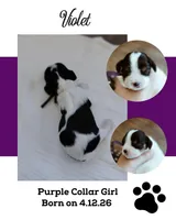 Violet, a female Cockalier for sale in Lincoln, MO – 2 of 3