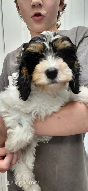 Sadie – Cockapoo puppy for sale in Lincoln, MO