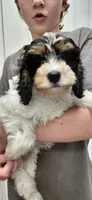 Sadie, a female Cockapoo for sale in Lincoln, MO – 4 of 8
