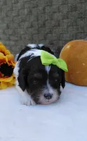 North, a female Cavapoo for sale in Lincoln, MO – 1 of 4