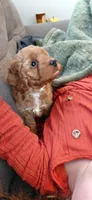 Avery, a female Cockapoo for sale in Lincoln, MO – 2 of 6