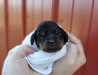 Storm, a male Cockapoo for sale in Lincoln, MO – Photo 4 of 5
