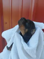 Storm, a male Cockapoo for sale in Lincoln, MO – Photo 5 of 5