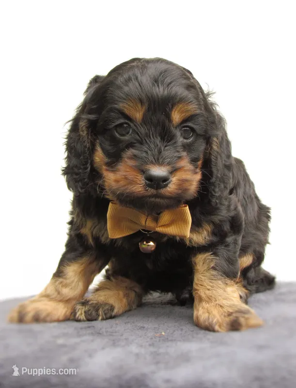 Storm – Cockapoo puppy for sale in Lincoln, MO