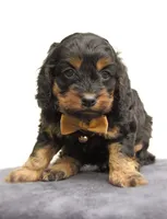 Storm, a male Cockapoo for sale in Lincoln, MO – Photo 1 of 5