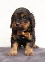 Storm, a male Cockapoo for sale in Lincoln, MO – Photo 2 of 5