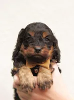Storm, a male Cockapoo for sale in Lincoln, MO – Photo 3 of 5