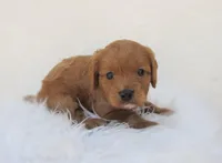 Diesel, a male Cavapoo for sale in Lincoln, MO – Photo 3 of 4