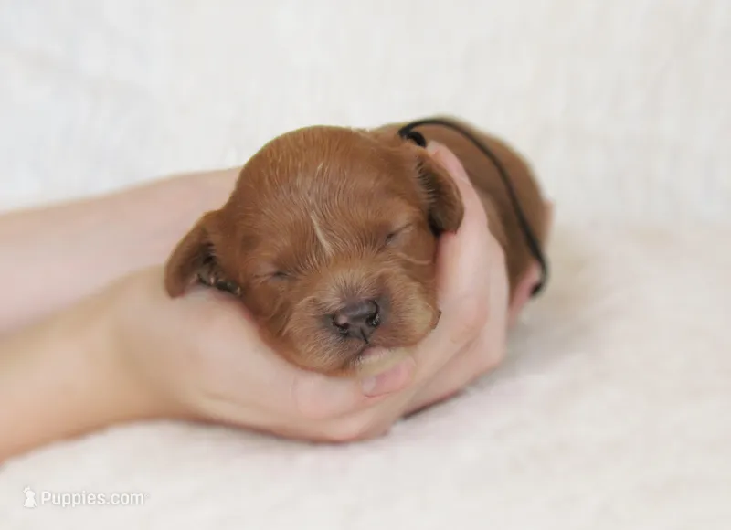 Diesel – Cavapoo puppy for sale in Lincoln, MO