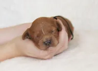 Diesel, a male Cavapoo for sale in Lincoln, MO – Photo 4 of 4