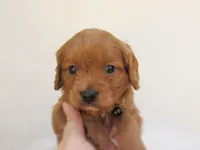 Diesel, a male Cavapoo for sale in Lincoln, MO – Photo 2 of 4