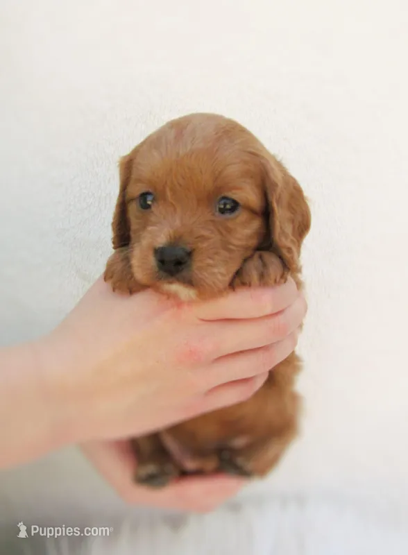 Diesel – Cavapoo puppy for sale in Lincoln, MO