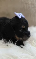 Fern, a female Cavalier King Charles Spaniel and Poodle - Miniature  for sale in Lincoln, MO – 3 of 5
