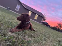 AKC gray/collar girl, a female Labrador Retriever for sale in Lincoln, MO – 4 of 4