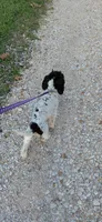 Sadie, a female Cockapoo for sale in Lincoln, MO – 3 of 8