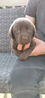 AKC teal/collar girl , a female Labrador Retriever for sale in Lincoln, MO – 2 of 7