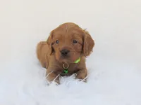 Dakota, a male Cavapoo for sale in Lincoln, MO – Photo 1 of 5