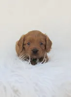 Dakota, a male Cavapoo for sale in Lincoln, MO – Photo 2 of 5