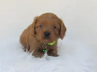 Dakota, a male Cavapoo for sale in Lincoln, MO – Photo 3 of 5