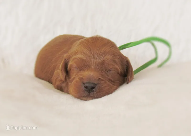 Dakota – Cavapoo puppy for sale in Lincoln, MO
