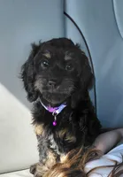 Fern , a female Cavalier King Charles Spaniel and Cockalier for sale in Lincoln, MO – 2 of 3