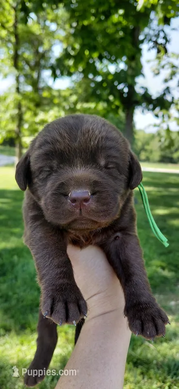 AKC green/collar girl – Labrador Retriever puppy for sale in Lincoln, MO