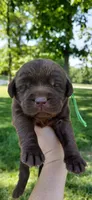 AKC green/collar girl, a female Labrador Retriever for sale in Lincoln, MO – 1 of 4
