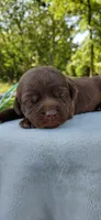 AKC teal/collar girl , a female Labrador Retriever for sale in Lincoln, MO – 2 of 5