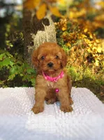 Autumn, a female Cockapoo for sale in Lincoln, MO – Photo 1 of 4